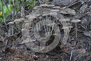 psathyrellaceae mushrooms sprouting out from the decaying trunk