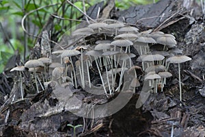 psathyrellaceae mushrooms sprouting out from the decaying trunk