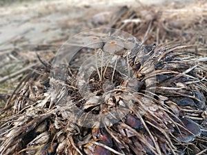 psathyrellaceae mushrooms sprouting out from the ground