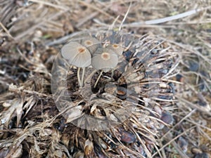 psathyrellaceae mushrooms sprouting out from the ground