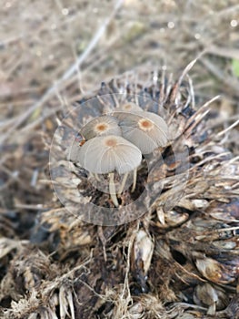 psathyrellaceae mushrooms sprouting out from the ground