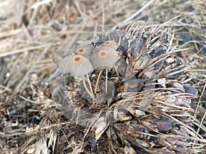 psathyrellaceae mushrooms sprouting out from the ground