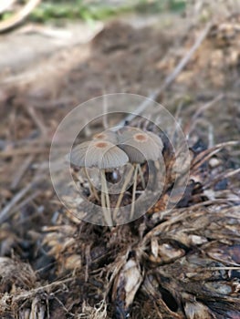 psathyrellaceae mushrooms sprouting out from the ground