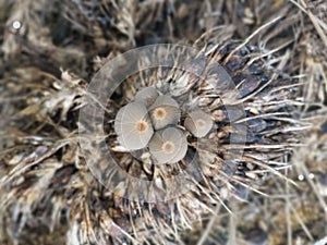 psathyrellaceae mushrooms sprouting out from the ground