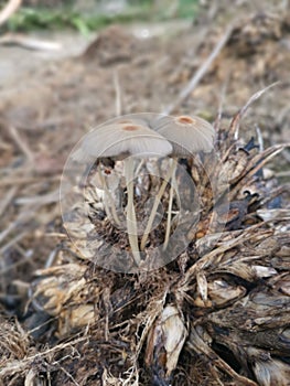 psathyrellaceae mushrooms sprouting out from the ground