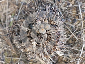 psathyrellaceae mushrooms sprouting out from the ground