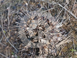 psathyrellaceae mushrooms sprouting out from the ground