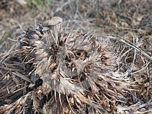 psathyrellaceae mushrooms sprouting out from the ground