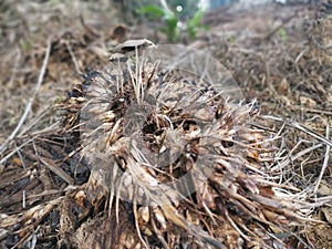 psathyrellaceae mushrooms sprouting out from the ground