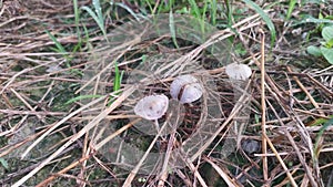 psathyrellaceae mushrooms sprouting out from the ground.