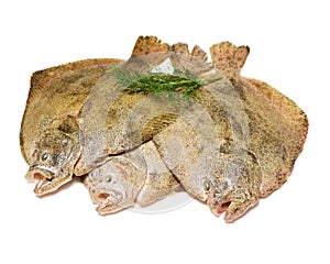 Psetta maxima Turbot Fish photo