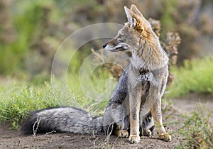 Pseudalopex griseus, Grey Fox,