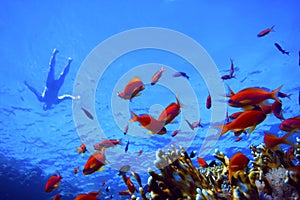 Pseudanthias squamipinnis and swimming man