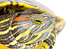 Pseudemys scripta elegans