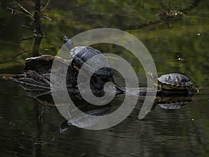 Pseudemys scripta turtles on lake wood photo