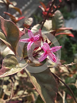 Pseuderanthemum flower