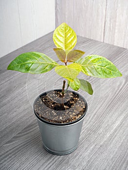 Pseuderanthemum is a genus of plant in family Acanthaceae
