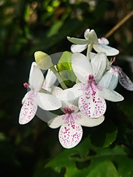 Pseuderanthemum is a genus of plants in family Acanthaceae with a pantropical distribution.