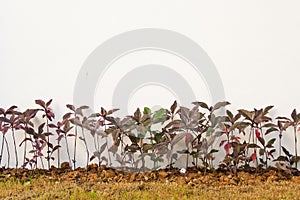 Pseuderanthemum kewense plants in a garden