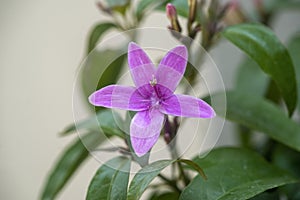 Pseuderanthemum laxiflorum flower