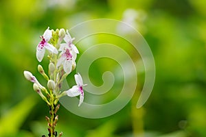 Pseuderanthemum Reticulatum (Japanese jasmine, melati jepang) with a natural background