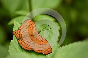 Pseudergolis wedah butterfly open wing on green leaf