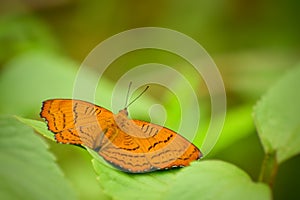 Pseudergolis wedah butterfly resting on green leaf