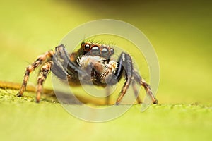 Pseudeuophrys jumping spider