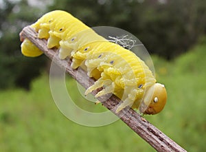 Pseudo-caterpillar