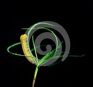 Pseudo-caterpillar of Sawfly