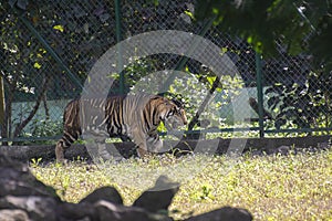 Pseudo  Melanistic or Pseudo  Black Tiger in the enclosure