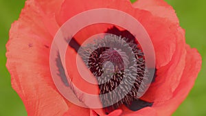 Pseudo-oriental poppy or papaver pseudo-orientale in field. Papaver orientale Allegro. Close up.