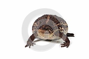 Pseudo subasper toad isolated on white background