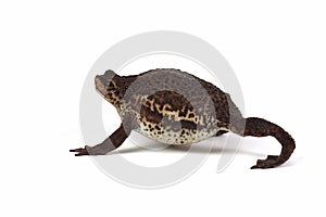 Pseudo subasper toad isolated on white background