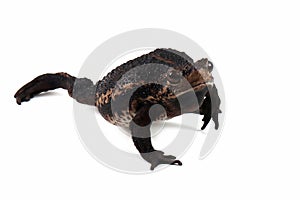 Pseudo subasper toad isolated on white background