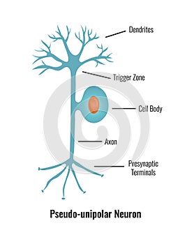 Pseudo Unipolar Neuron Composition