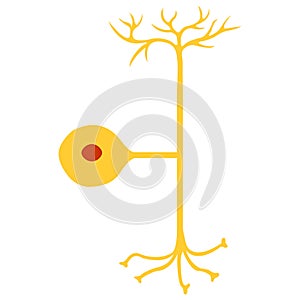 Pseudo-unipolar neuron, Nerve Cell Neuron