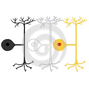 Pseudo-unipolar neuron, nerve cells neurons