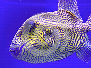 Pseudobalistes fuscus, common names blue triggerfish or rippled triggerfish, yellow-spotted triggerfish and blue-and-gold photo