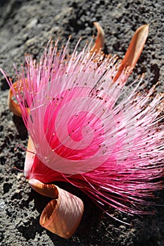Pseudobombax ellipticum Shaving brush tree photo
