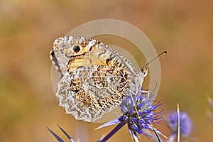 Pseudochazara daghestana butterfly , butterflies of Iran