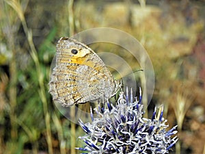 Pseudochazara thelephassa, the Baluchi rockbrown butterfly on flower