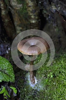 Pseudoclitocybe cyathiformis, commonly known as the goblet funnel cap, is a species of fungus in the family Pseudoclitocybaceae