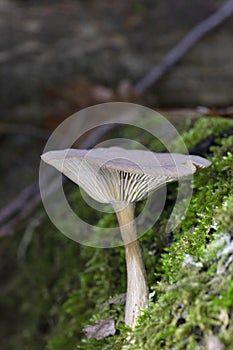 Pseudoclitocybe cyathiformis, commonly known as the goblet funnel cap, is a species of fungus in the family Pseudoclitocybaceae