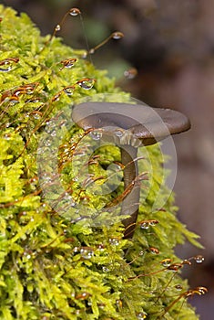 Pseudoclitocybe cyathiformis, commonly known as the goblet funnel cap, is a species of fungus in the family Pseudoclitocybaceae