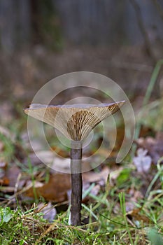 Pseudoclitocybe cyathiformis, commonly known as the goblet funnel cap, is a species of fungus in the family Pseudoclitocybaceae,