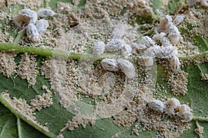 Pseudococcidae and Aphidoidea on okra leaf