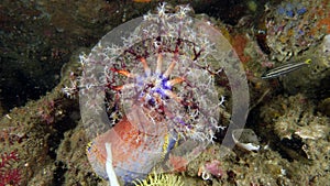 Pseudocolochirus violaceus or Red Sea Apple