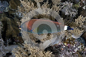 Pseudodax moluccanus