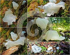 Pseudohydnum gelatinosum fungus